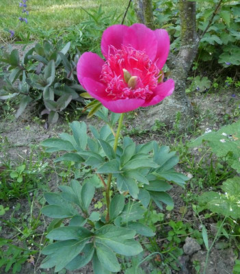 Paeonia.JPG