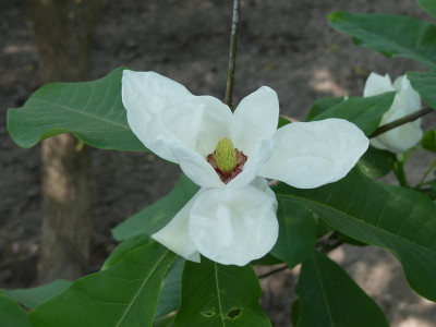 2023-05-28 Magnolia 'Charles Coates' 1.jpg