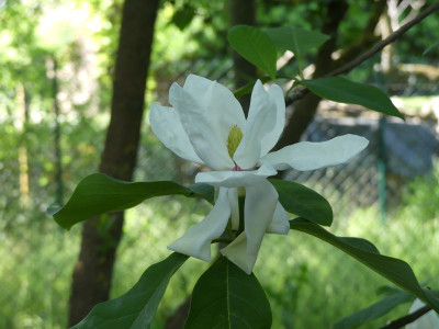 2023-05-28 Magnolia 'Charles Coates' 2.jpg