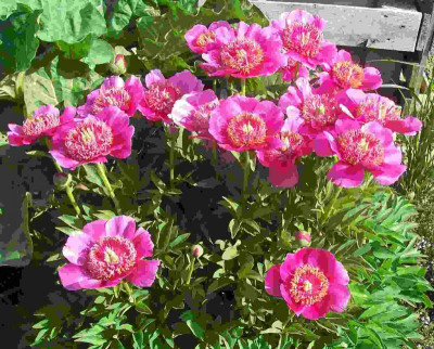 100_8869 P. off. anemoniflora.jpg