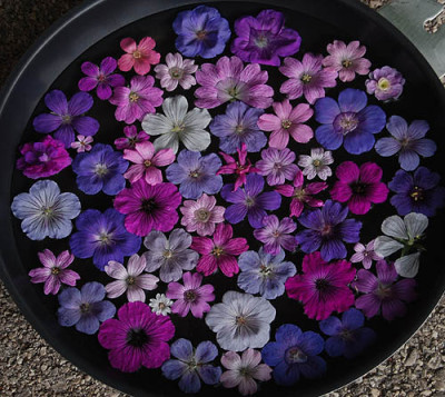 geranium_juni08.jpg