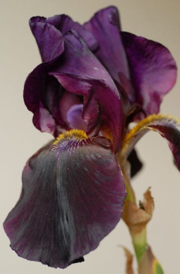 Iris_barbata_elatior_dunkellila-0019-klein.jpg