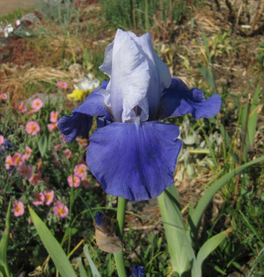IMG_9955_Iris_Miss_Indiana_28Mai2023_.JPG