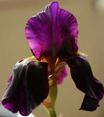 Iris_barbata_elatior_dunkellila-0026-klein.jpg