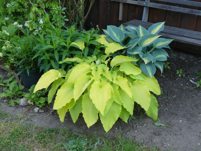2023-05-27 Hosta 'Gilt by Association'.jpg