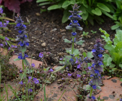Ajuga_genevensis.21-1.jpg