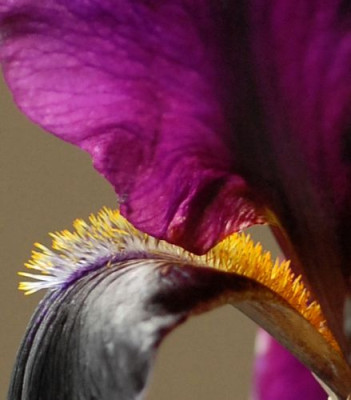 Iris_barbata_elatior_dunkellila_Bart-0028-klein.jpg