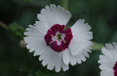 dianthus_02_06_08.jpg