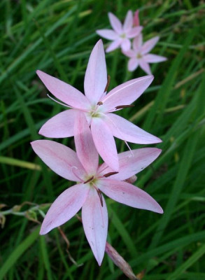 10230002_Schizostylis.JPG