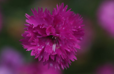 dianthus_03_06_08.jpg