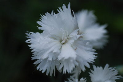 dianthus_04_06_08.jpg