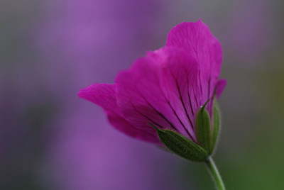 pink_farbe.jpg
