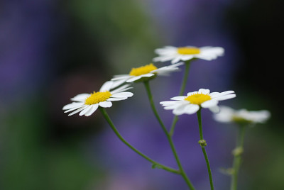 farbe_blau.jpg