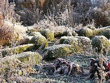 reifbuchsgarten2.jpg
