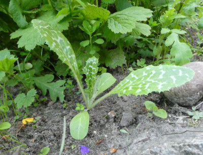 Distel.JPG