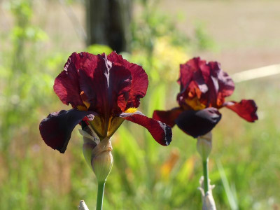 2023-05-29 Iris 'Caliente' 1.jpg