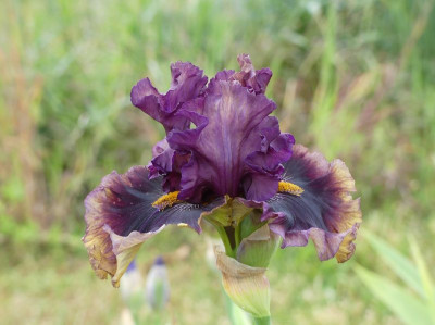 2023-05-29 Iris 'Creature Of The Night' 3.jpg