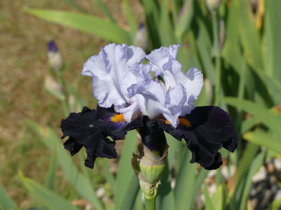 2023-05-29 Iris 'Domino Noir' 1.jpg
