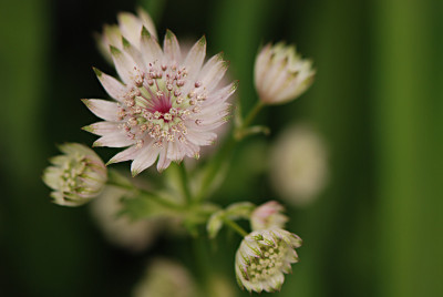 Astrantia-Smlg-Jun0708.jpg