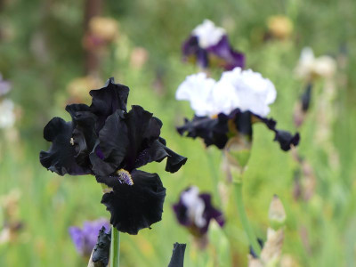 2023-05-29 Iris 'Here comes the Night' 4.jpg