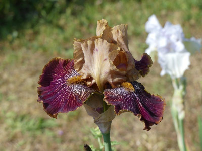2023-05-29 Iris 'Lovely Victor' 1.jpg