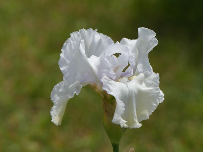 2023-05-29 Iris 'Madeira Belle' 2.jpg