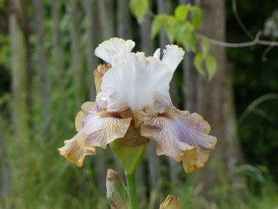 2023-05-29 Iris 'Pecan Tiger' 4.jpg