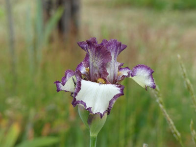 2023-05-29 Iris 'Silkirim' 3.jpg