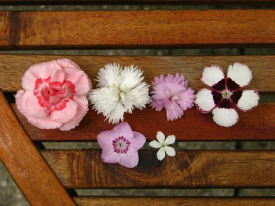 pinks123.jpg