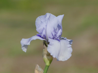 2023-05-29 Iris 'Song of Norway' 3.jpg