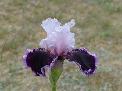 2023-05-29 Iris 'Sweeter than Wine' 1.jpg