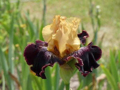2023-05-29 Iris 'Tine Bealtine' 1.jpg