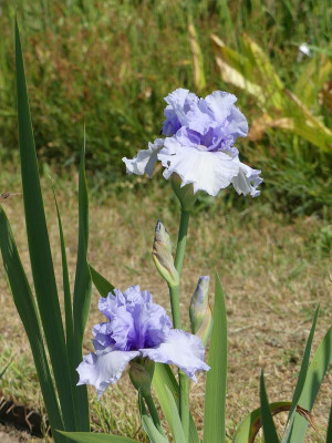 2023-05-29 Iris Fehllieferung Cayeux 1.jpg