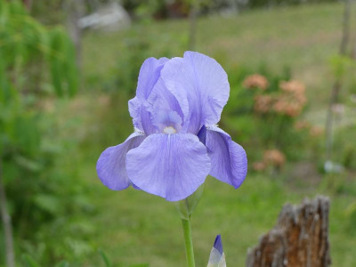 2023-05-29 Iris 2.jpg