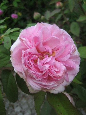 Rose_Mme_Ernest_Calvat__00511.jpg