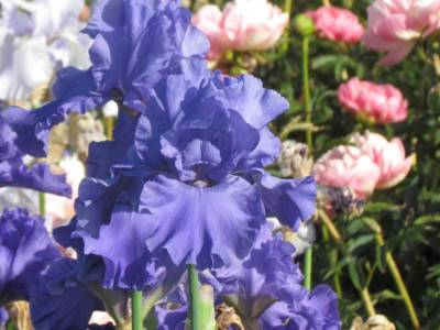 TB Blue Temptation.JPG