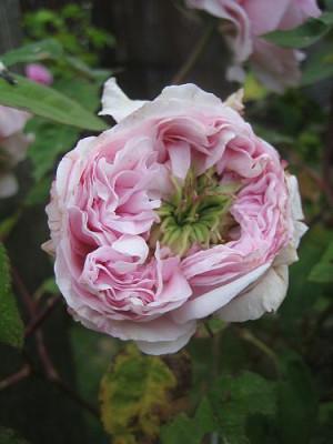 Rose_Mme_Ernest_Calvat__00521.jpg
