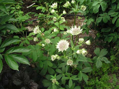 astrantia.jpg