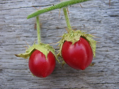 Litchi.JPG