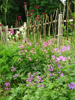 cirsium_schonwieder.jpg