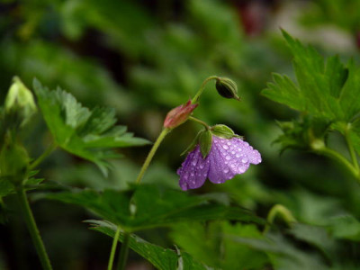 P1110943.jpg