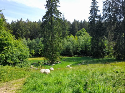 wohlkopfswiesen23mai.jpg