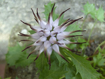 Physoplexis_comosa_fars_2008.jpg