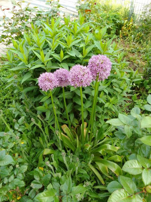 Allium.jpg
