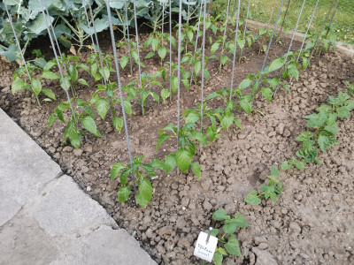 Paprika 20230529.jpeg