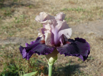 2023-05-30 Iris 'Viking Dancer' 1.jpg