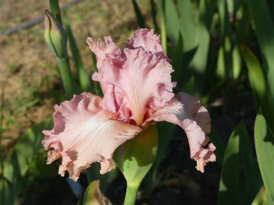 2023-05-30 Iris nicht Tango Amigo 1.jpg