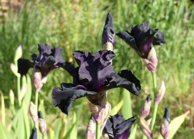 2023-05-30 Iris 'Before the Storm' 1.jpg