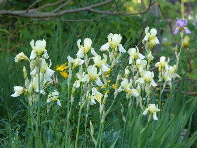2023-05-30 Iris flavescens 2.jpg