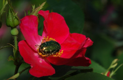 Rosa_Scharlachglut_2_03-06-2008.jpg